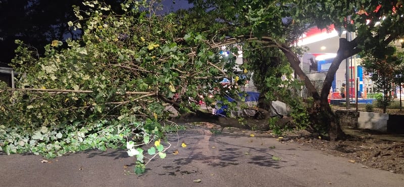Tidak Ada Hujan Tidak Ada Angin, Tiba Tiba Sebatang Pohon Tumbang Menutup Badan Jalan