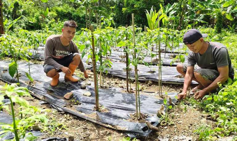 Warga Adolang Dhua Memilih Tanam Cabai Karena Menjanjikan, Pemdes Dorong Petani Muda Untuk Sukses