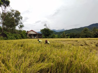 Kekecewaa Petani Harga Gabah Yang Tidak Sesuai Harapan.