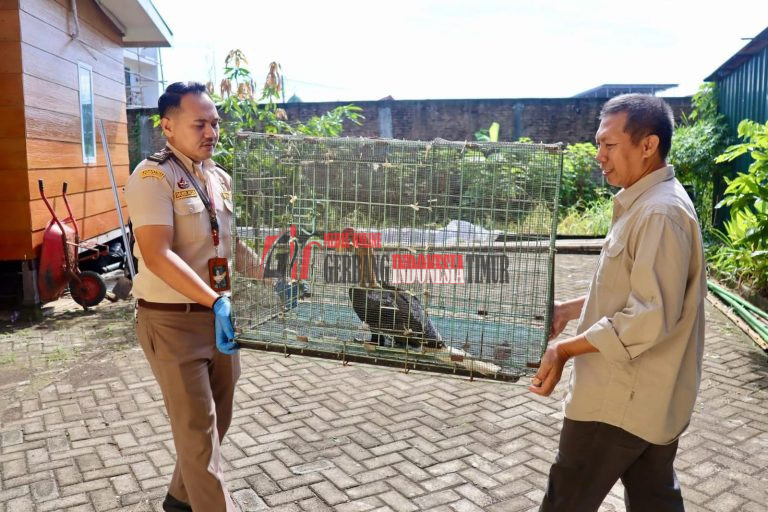 Ditenggarai Ada Penyalahgunaan, Wewenang, Berpotensi Ketindakan Koruptif Oleh Balai Karantina, Terkait Kasus Penyerahan Burung Rongkong Mini
