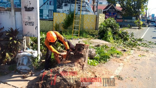 Pohon Tumbang Yang Menimpa Kabel Listrik PLN Di Poros Jalan Utama Maros – Makassar.