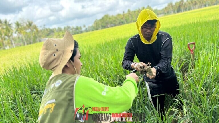 Cek Dampak Kompos pada Lahan, Tim PPK Ormawa UKM KPI Unhas Kirim Sampel Tanah ke BRIN