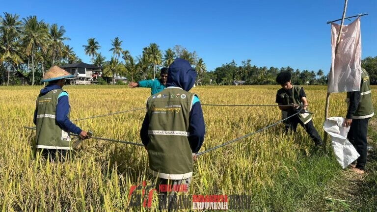 Panen Perdana Mannennungeng Capai 5,3 Ton per Hektare, Lampaui Target Produksi di Bone